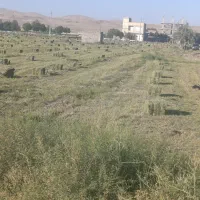 یونجه خشک