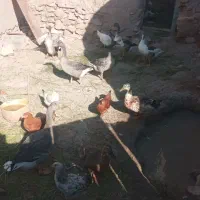 فروش جوجه و غاز