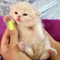 اسکاتیش کمیاب شامپاینی نر