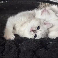 گربه بریتیش سفید و سیلور