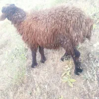 بره قوچ