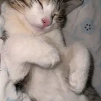 واگذاری گربه dsh