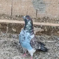 گرفتنی با آب