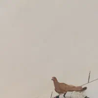 کبوتر زرد و گلی