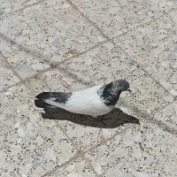 شیخ و طوقی