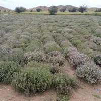 فروش آویشن باغی.مرزنجوش.رزماری.نعنافلفلی