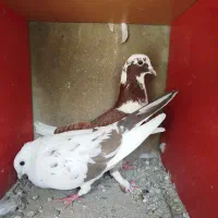کبوتر|پرنده|مراغه, |دیوار