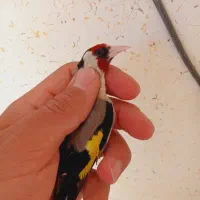 سهره نر بخون