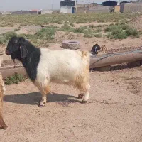 تکه بزگاله نر