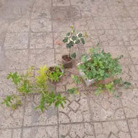 گلهای محیط باز   تخفیف بمدت محدود