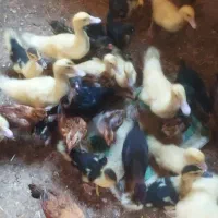اردک اسرائیلی