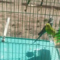 یک جفت مرغ عشق نر و ماده