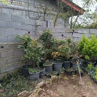 گل لاوسون|گل و گیاه طبیعی|واجارگاه, |دیوار
