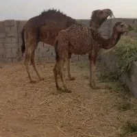 شتر|حیوانات مزرعه|راور, |دیوار