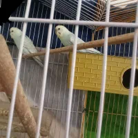 جفت مرغ عشق بالغ مولد