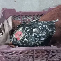 مرغ روی تخم