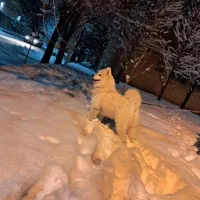 نژاده ساموییده اسمش برفیه