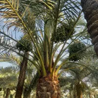 قناری