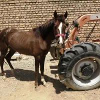 اسب|اسب و تجهیزات اسب‌سواری|خنداب, |دیوار
