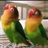 یه عدد کوتوله پیداکردم