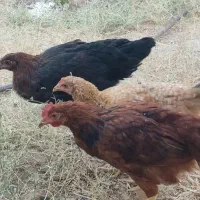 مرغ وخروس محلی