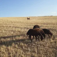 بره نر