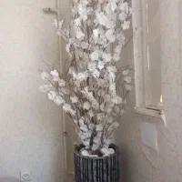 درختچه شکوفه سفید