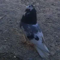 کبوتر