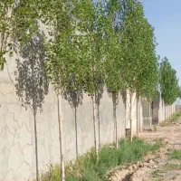 باغ کلاکوب