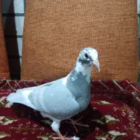 جوجه پلاکی