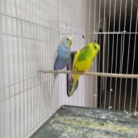 یک جفت مرغ عشق سرحال