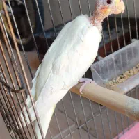عروس هلندی
