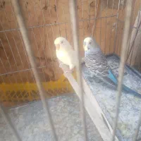 یه جفت مرغ عشق مولدواقعی