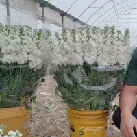 پاکدشت فیلستان ارمبویه گلزار