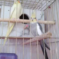 عروس هلندی