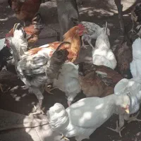 تعداد۴۰ عدد مرغ و خروس و۳عددمرغ کرچ باجوجه