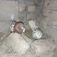 طوقی.کله ای و موره.سربرنجی.سبز تیره ی کاشانی.سوسکی