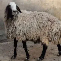 قوچ نژاد شال