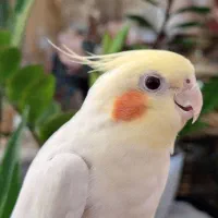 پرنده عروس هلندی