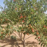سیب|خوردنی و آشامیدنی|زنجان, |دیوار