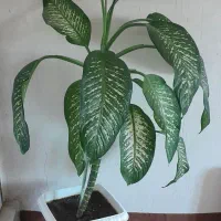 گل فروشی
