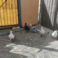 پنج عدد کبوتر پرشی