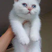 گربه پرشین ماده