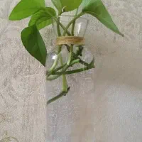 گل طبیعی