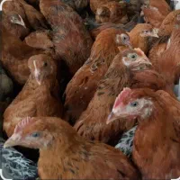 20 عدد جوجه بزرگ