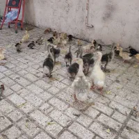 جوجه قوغاز و اردک