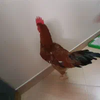 خروس محلی جوان