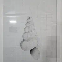 نقاشی صدف با ریاضی و هندسه