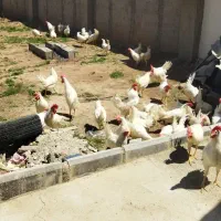 خروس ماشینی برای قربانی