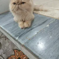 گربه پرشین نر